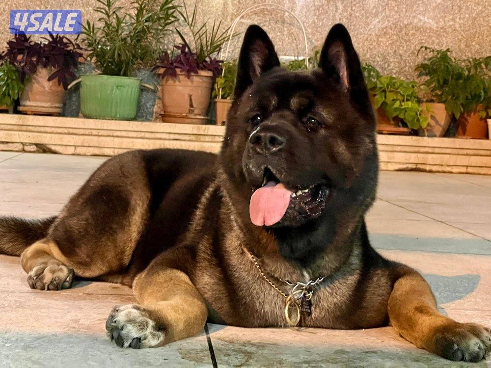 للبيع أمريكان اكيتا فحل الجلب من بره الكويت مع البدقروفحل سيبل ٤ شهور4