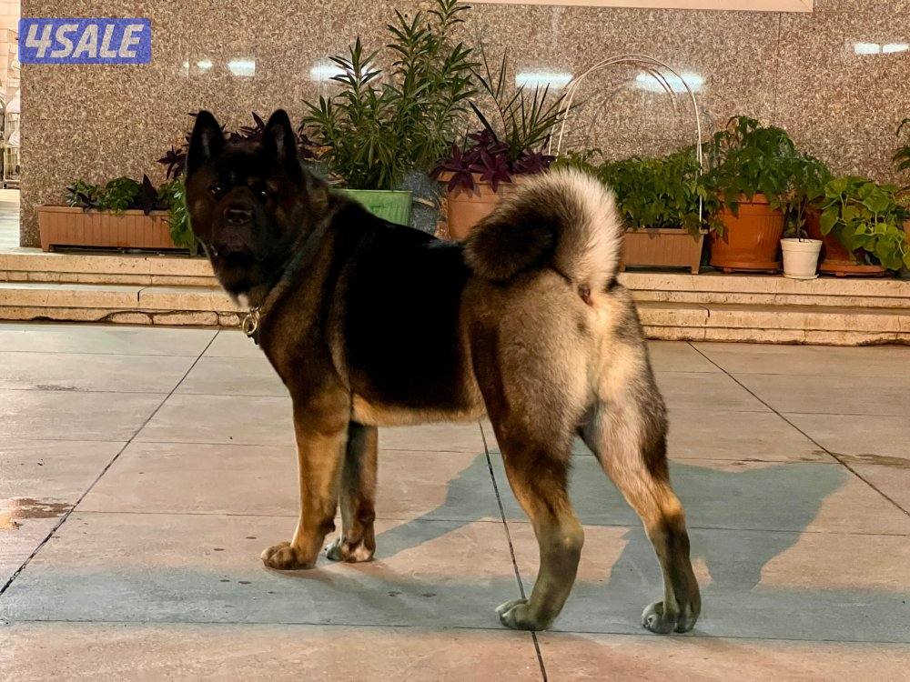 للبيع أمريكان اكيتا فحل الجلب من بره الكويت مع البدقروفحل سيبل ٤ شهور5