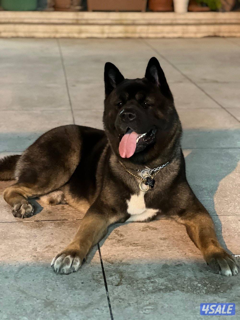 للبيع أمريكان اكيتا فحل الجلب من بره الكويت مع البدقروفحل سيبل ٤ شهور6