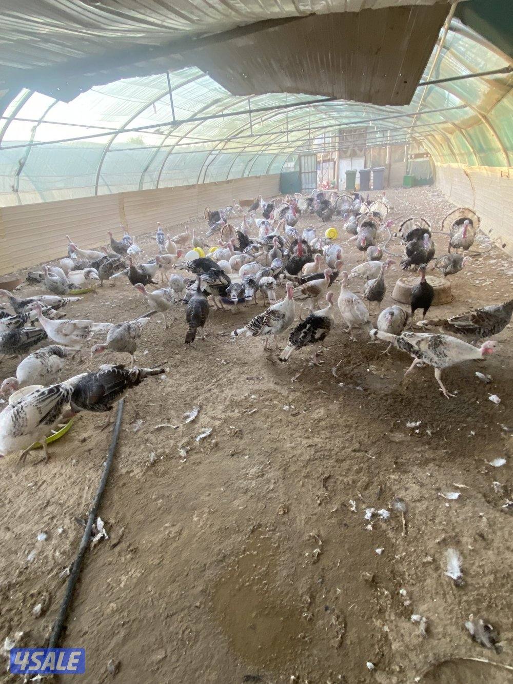 للبيع دجاج رومي بياض0