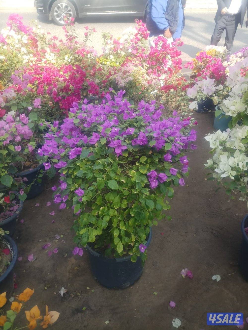 تنسيق الحدائق ابو مالك9