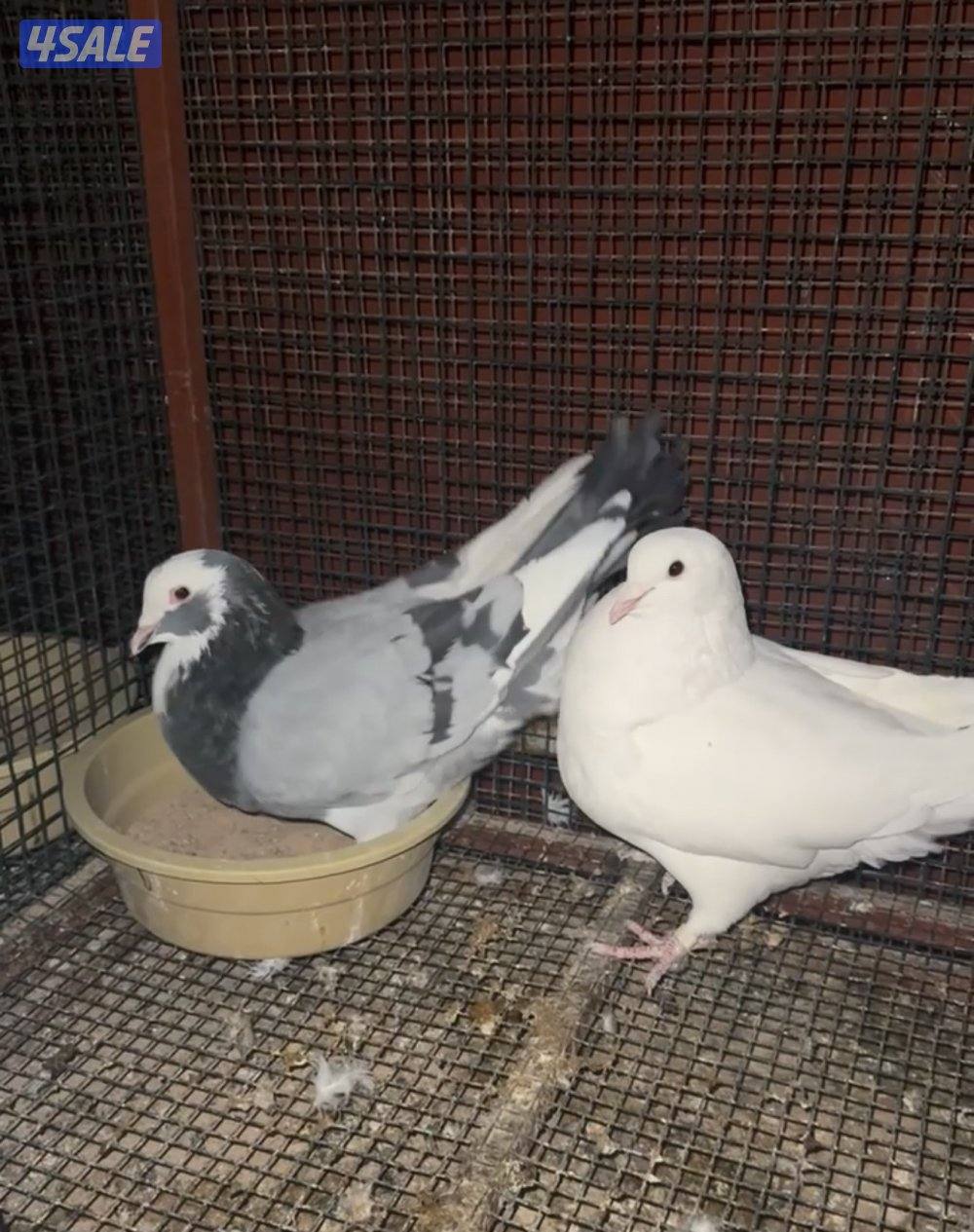 خانات متر بمتر دورين0