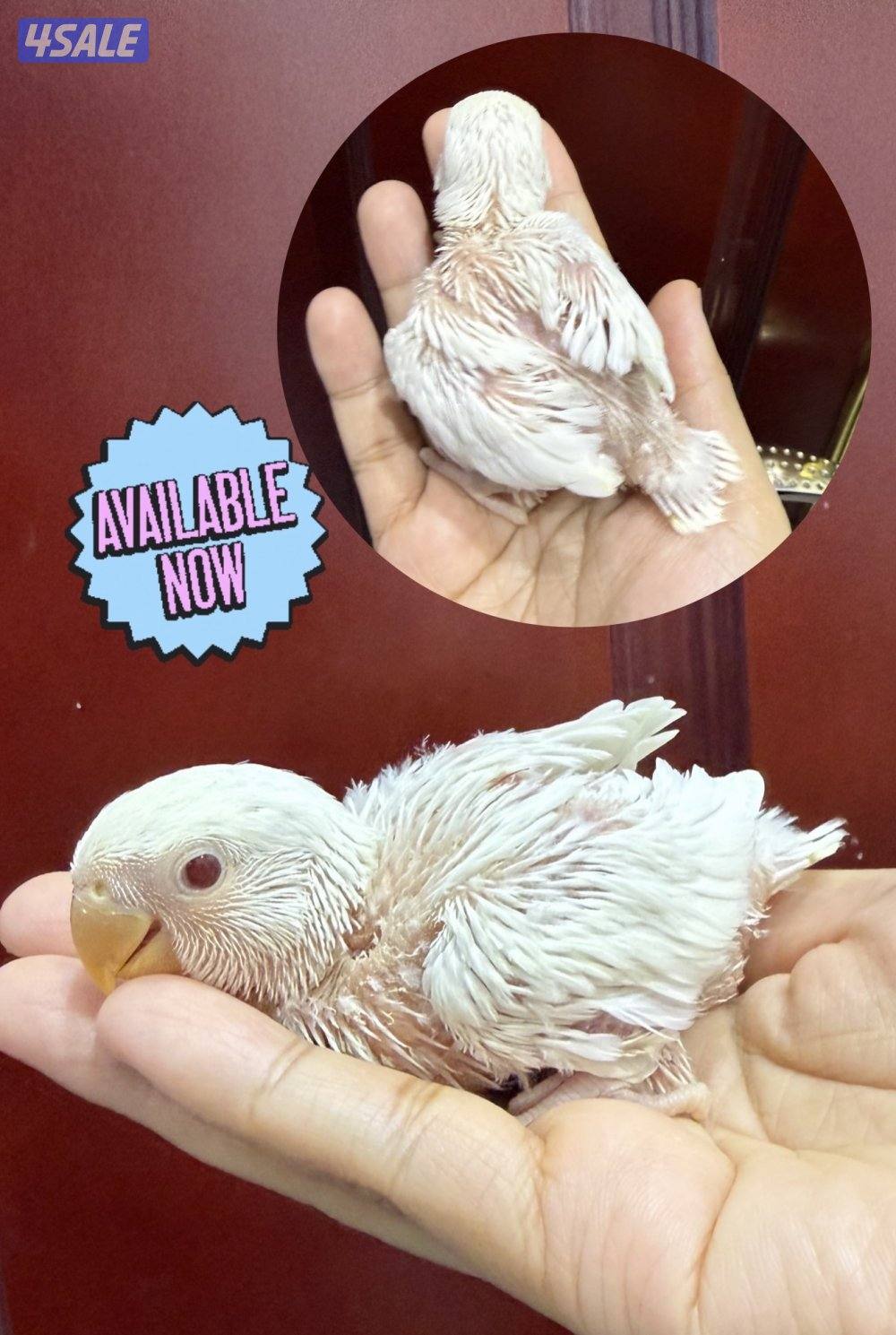 Lovebird and parrotlet chicks2