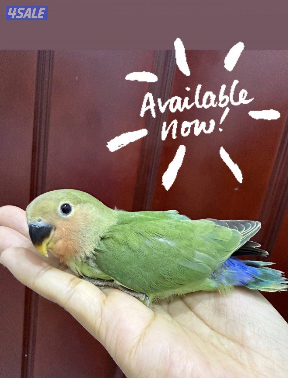 Lovebird and parrotlet chicks3