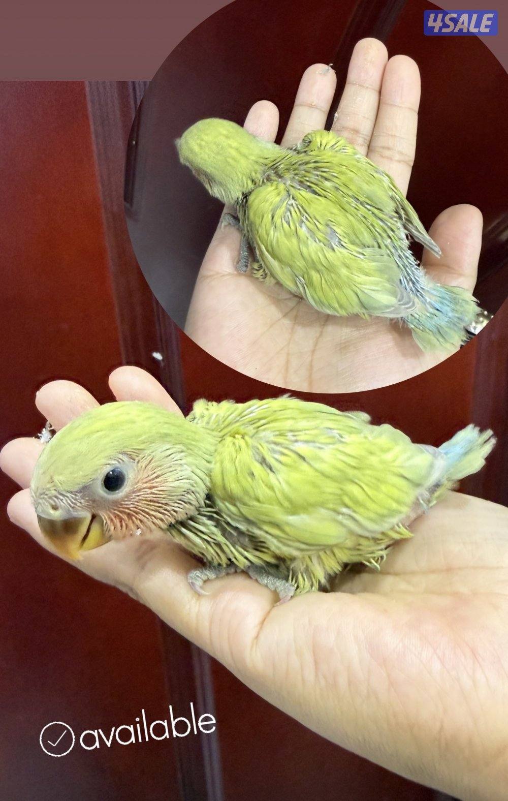 Lovebird and parrotlet chicks4