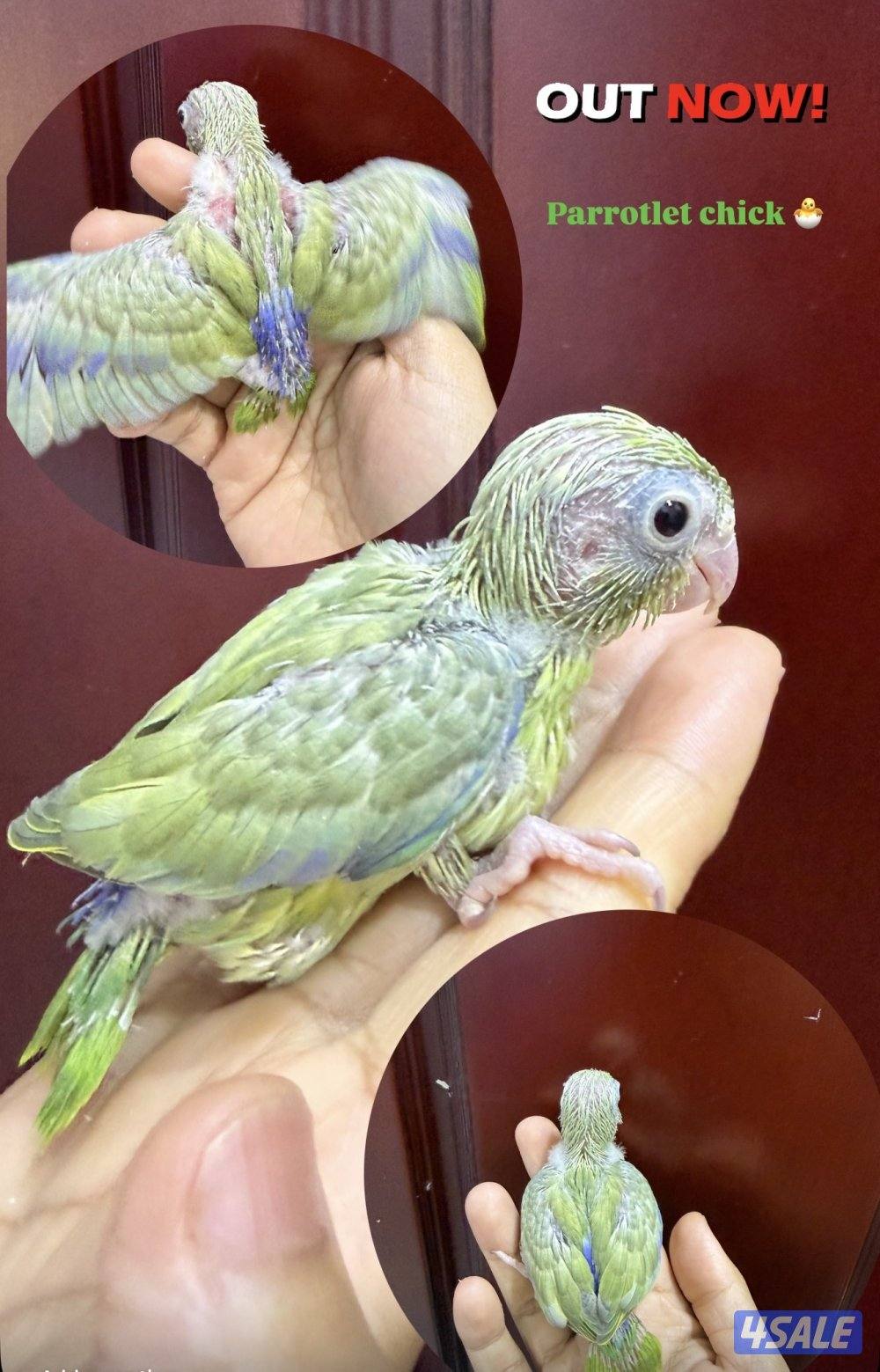 Lovebird and parrotlet chicks5