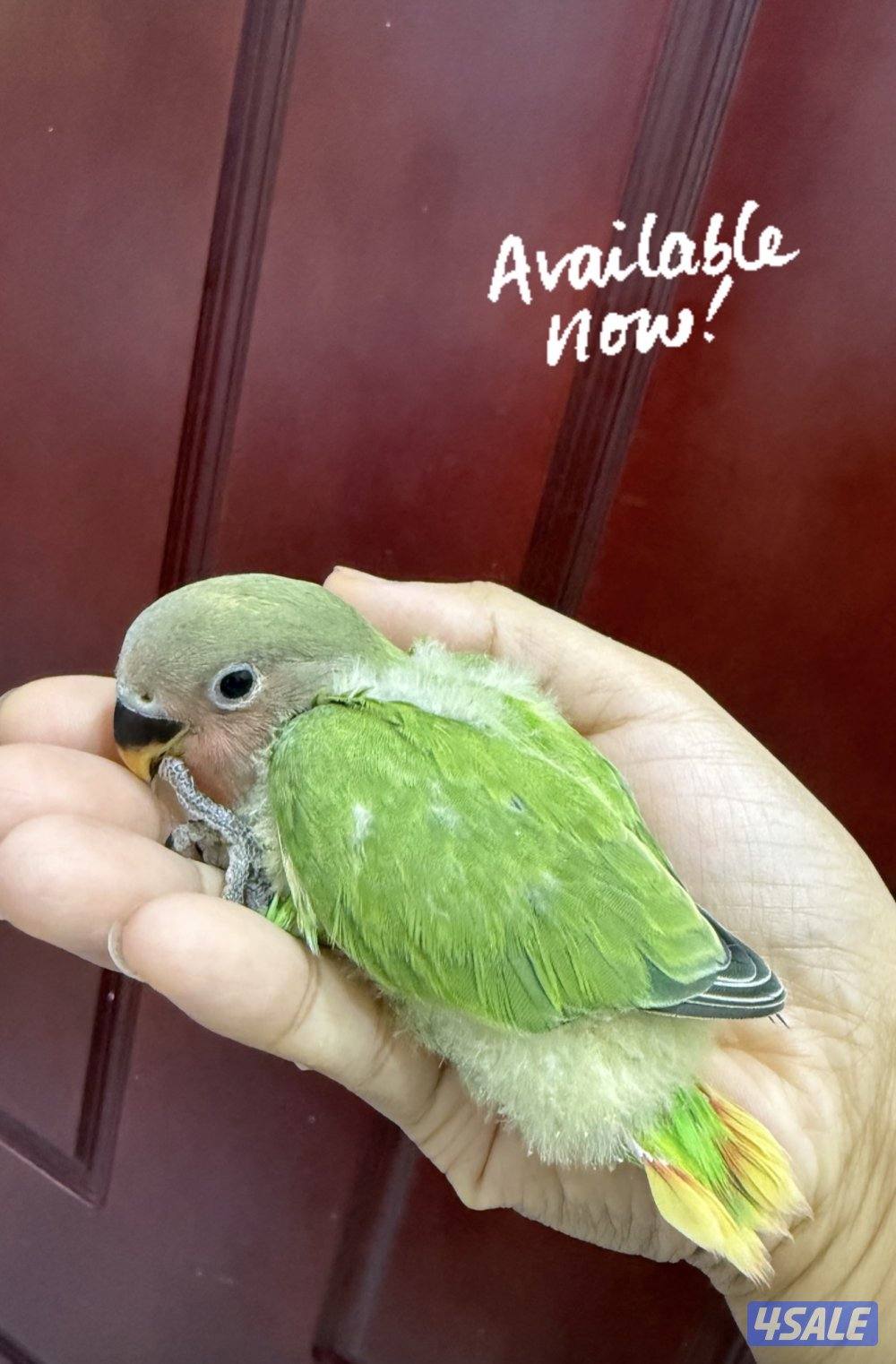 Lovebird and parrotlet chicks7