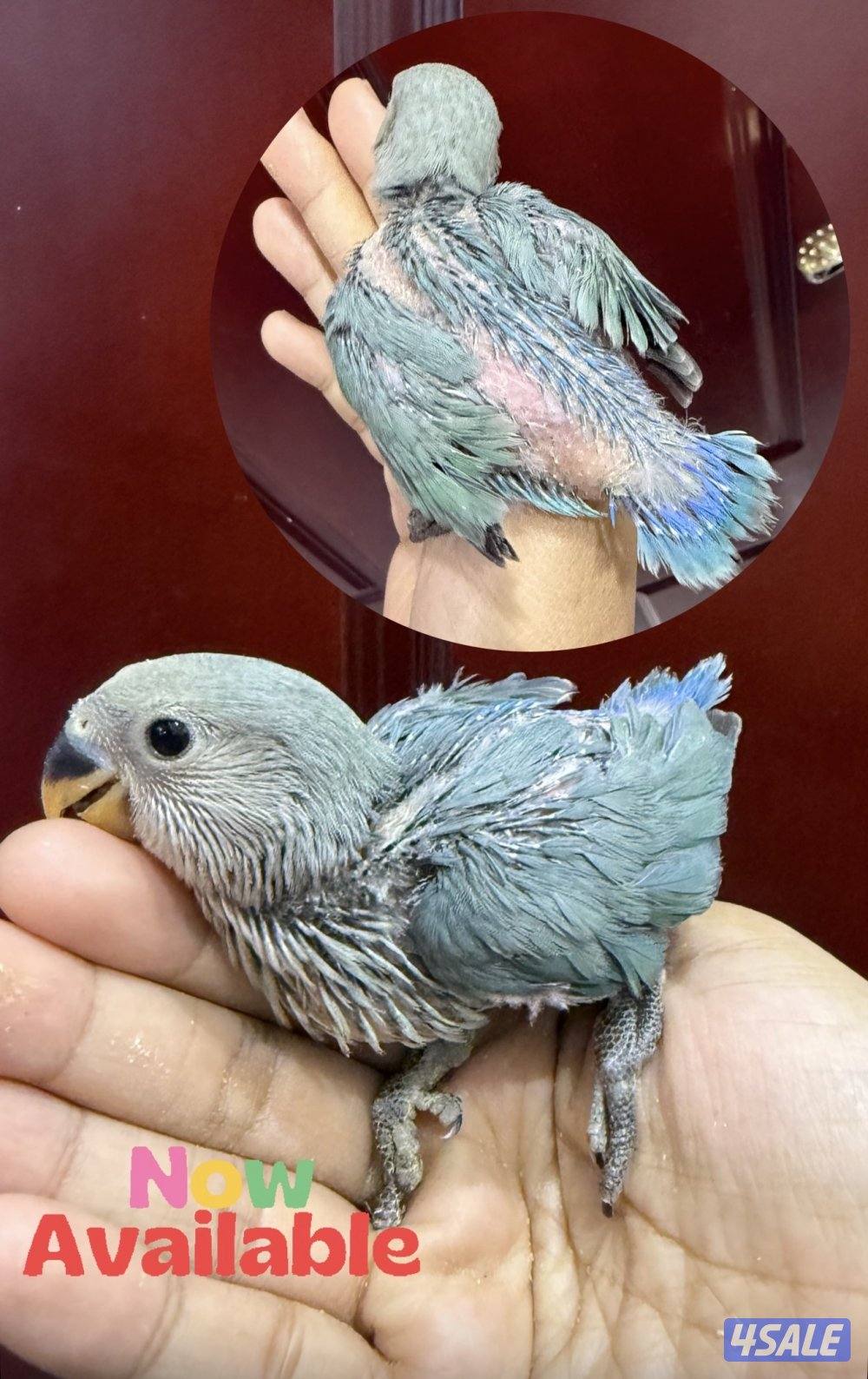 Lovebird and parrotlet chicks6