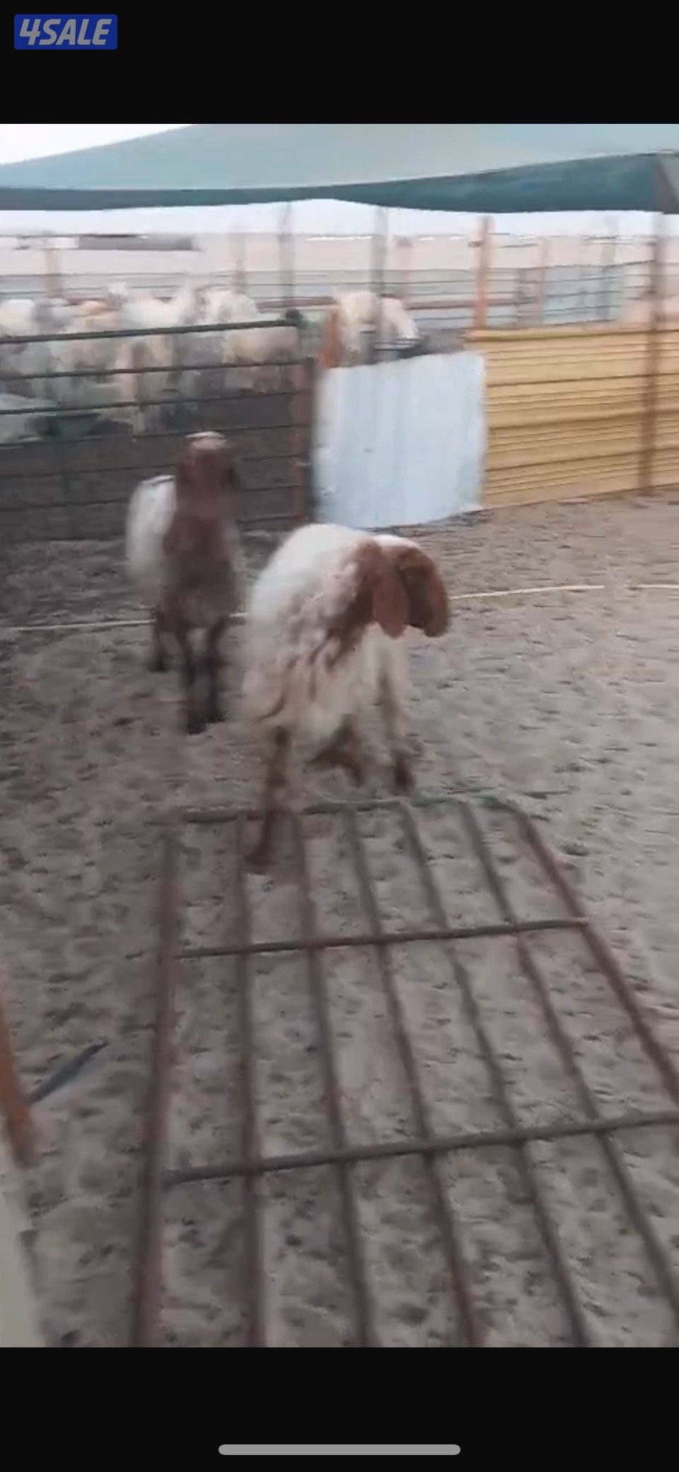 غنم نعيم شرط السونار+ معزى ضرايب بيض سونار + مطافيل ضرايب0