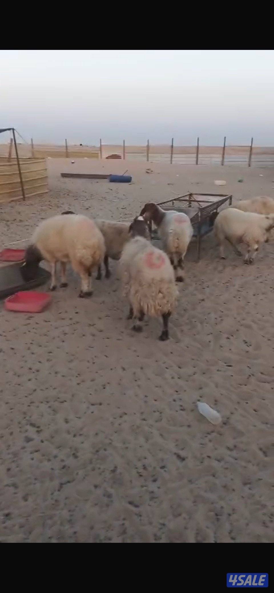 غنم نعيم شرط السونار+ معزى ضرايب بيض سونار + مطافيل ضرايب1