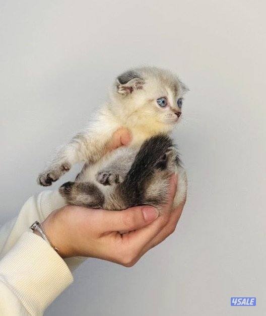 سكوتش شورت هير ،،،اقزام،،،التوصيل خلال ساعه ،،، بيووووور1