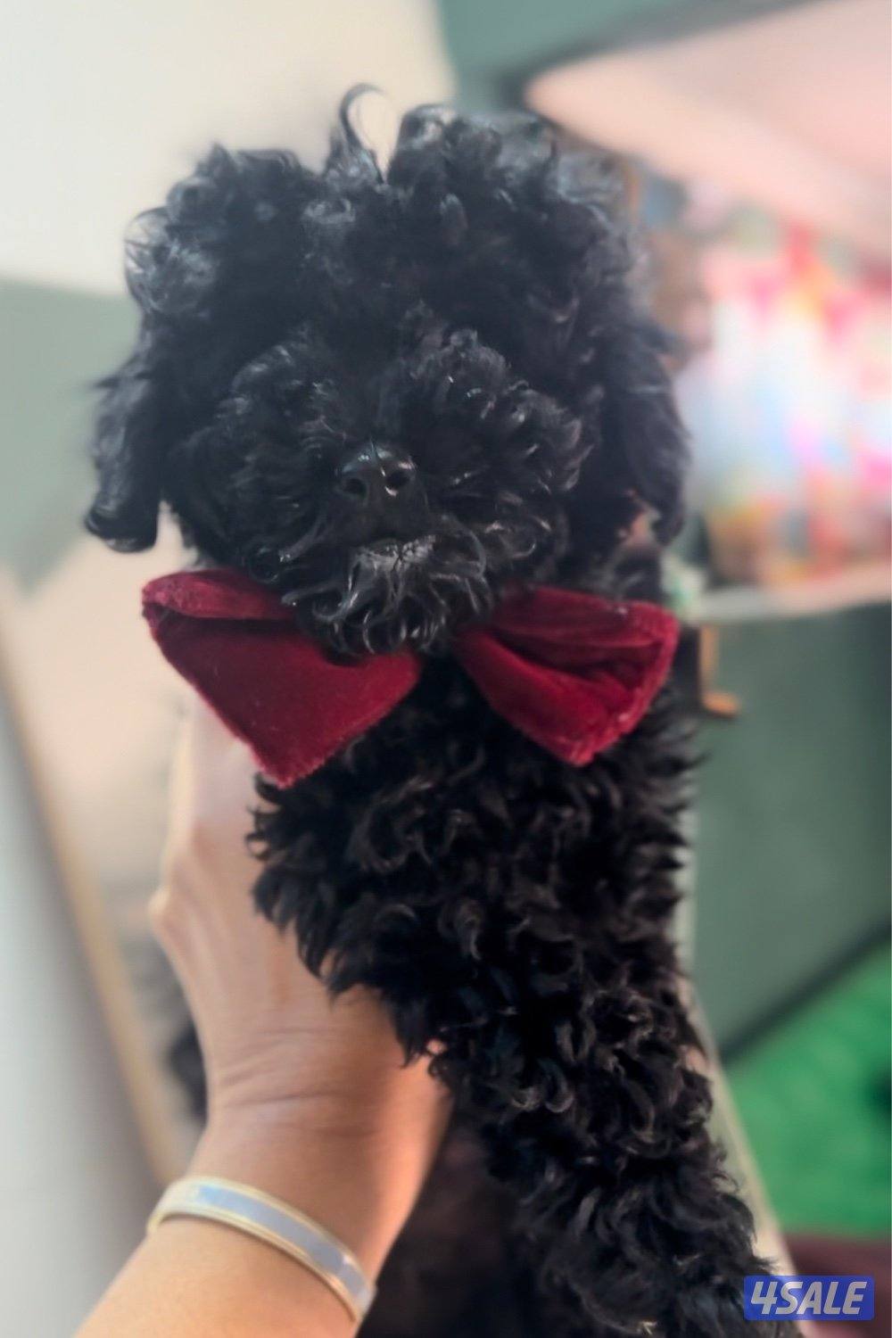 كلب توي بودل0