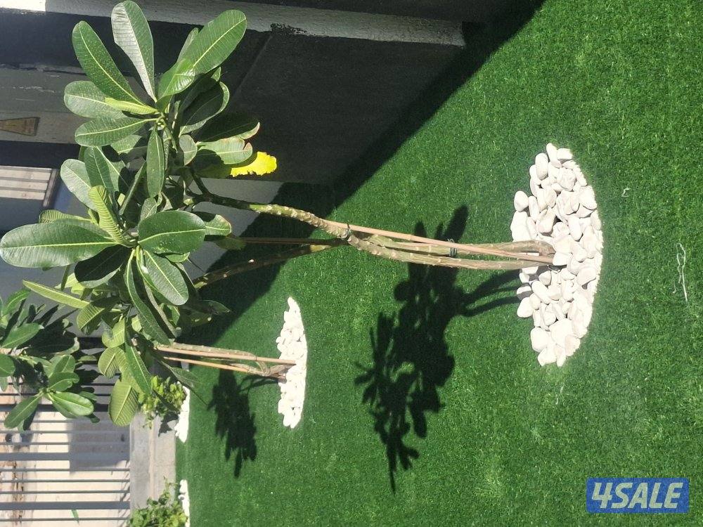 . ابو احمد لتنسيق الحدايق2