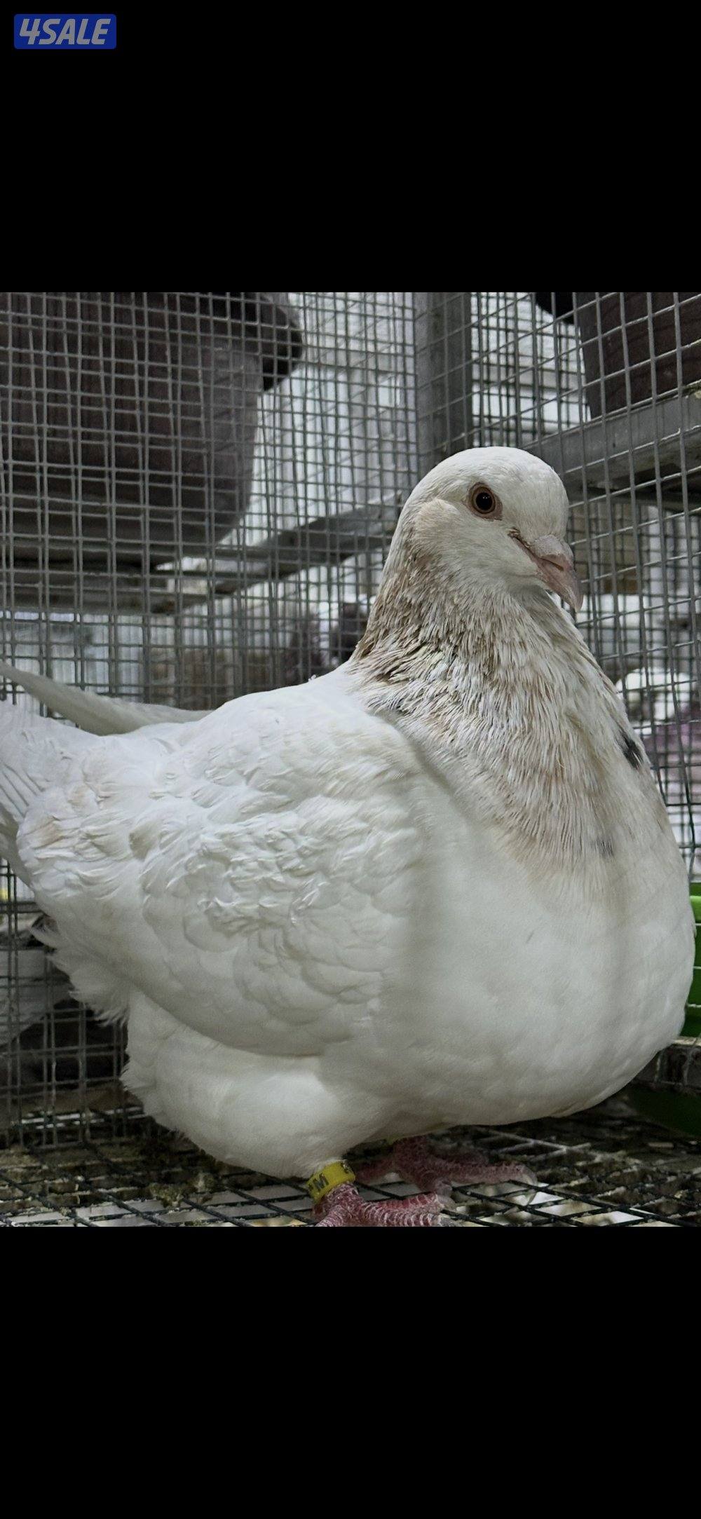 للبيع طبات حمام تاكسن الاهل مباشر محجل خوارج دم صافي1