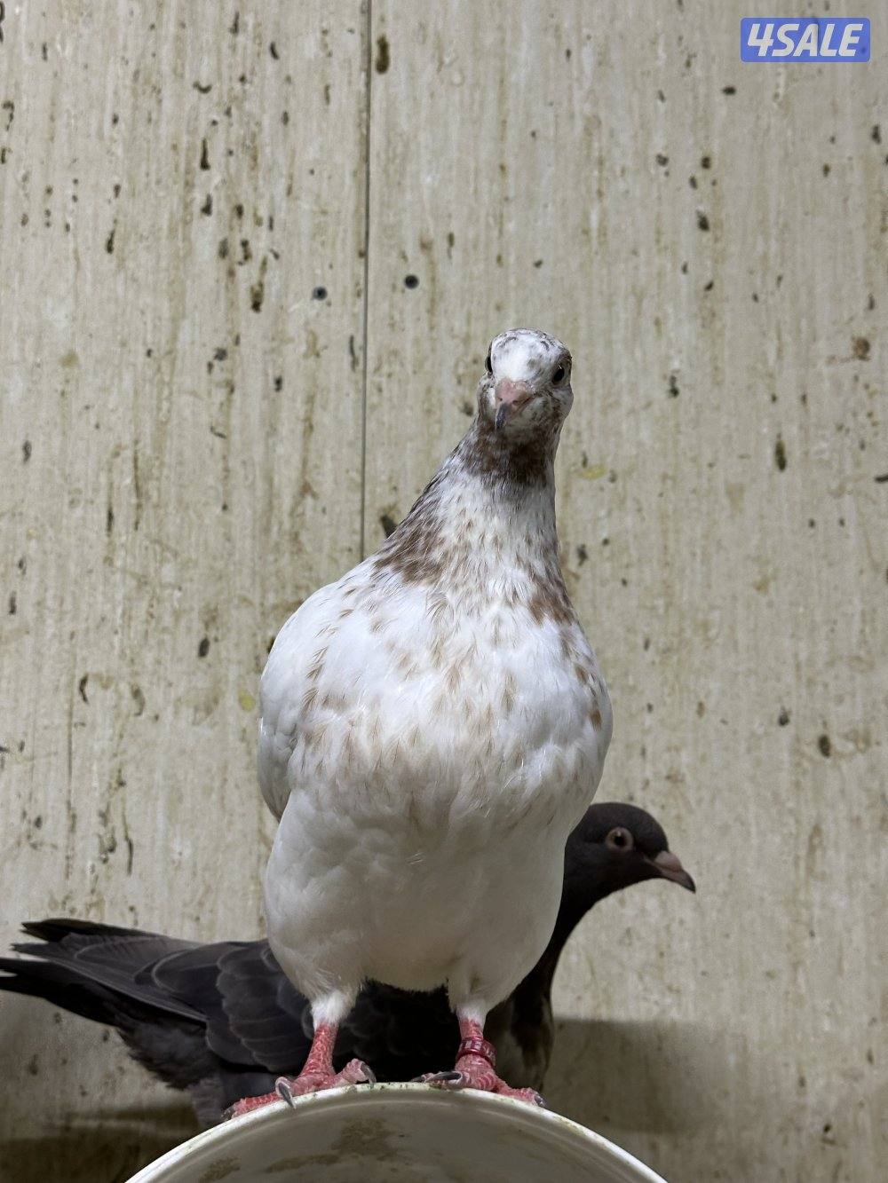 للبيع طبات حمام تاكسن الاهل مباشر محجل خوارج دم صافي6