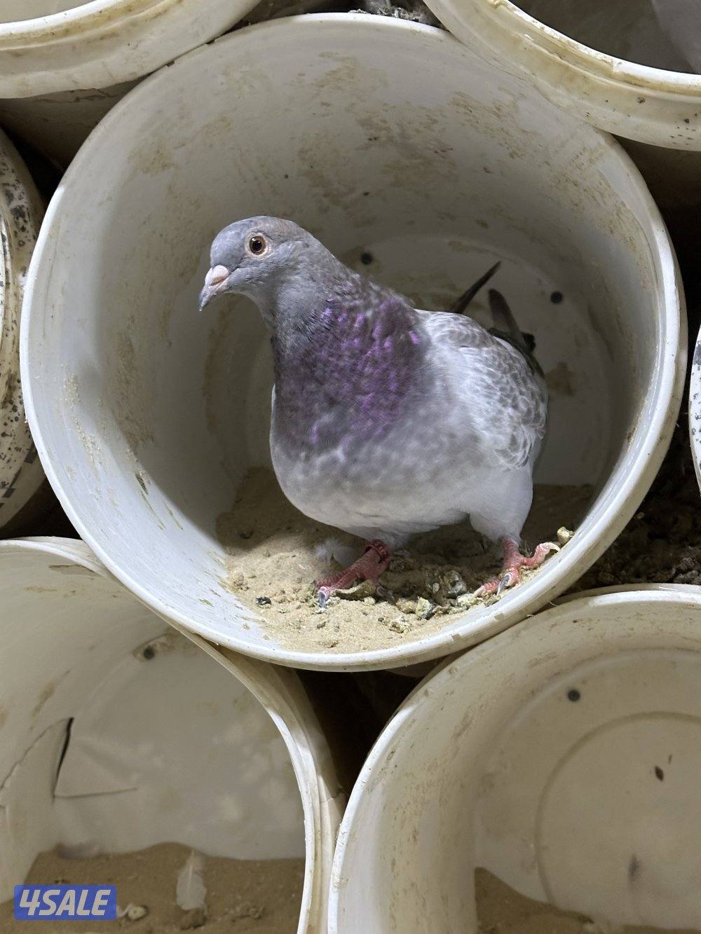 للبيع طبات حمام تاكسن الاهل مباشر محجل خوارج دم صافي7