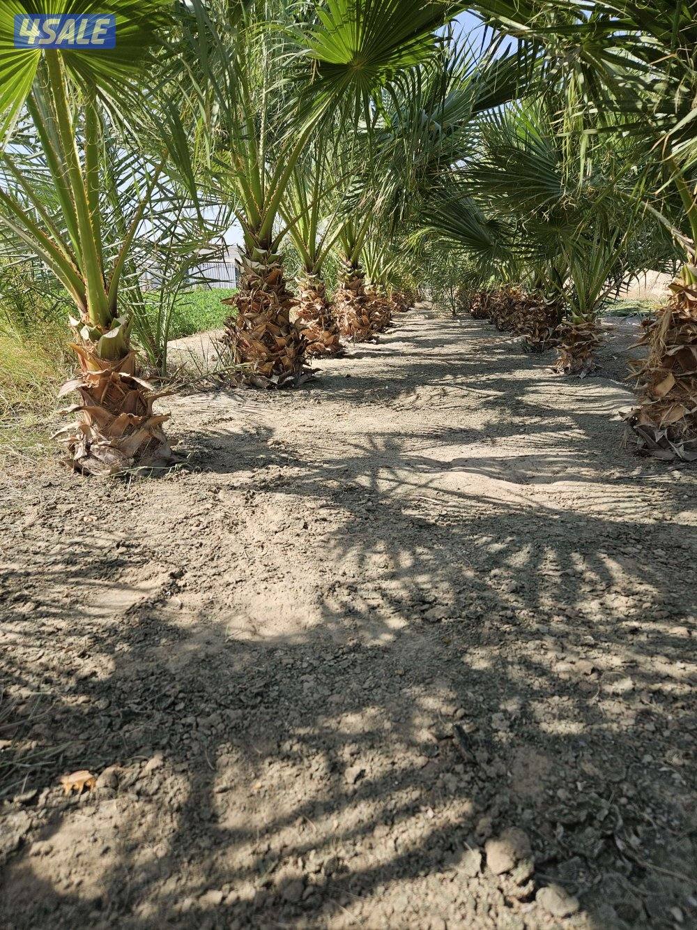 واشنطونيا للبيع ٢ دينار0