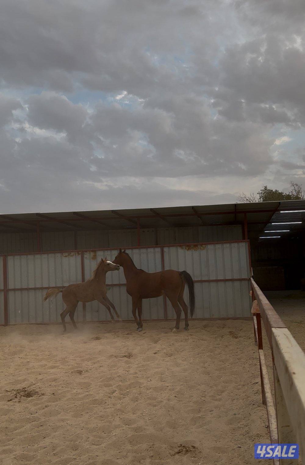 فرس صقلاويه تحتها مهره1