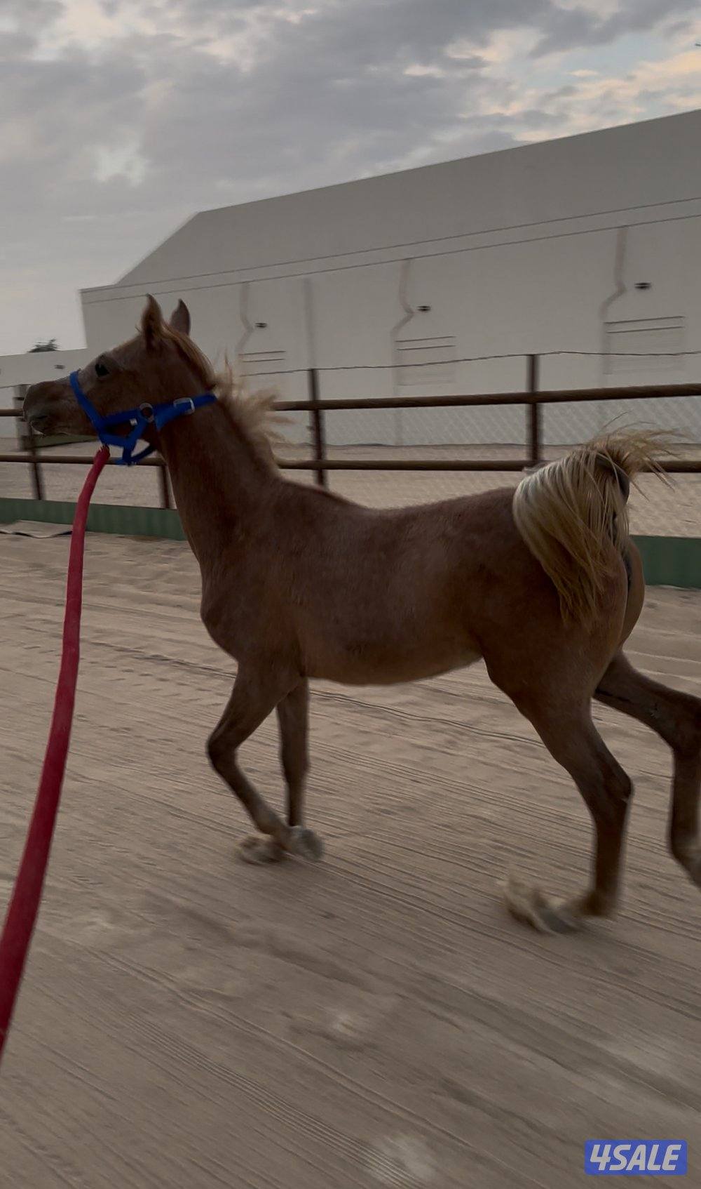 فرس صقلاويه تحتها مهره3