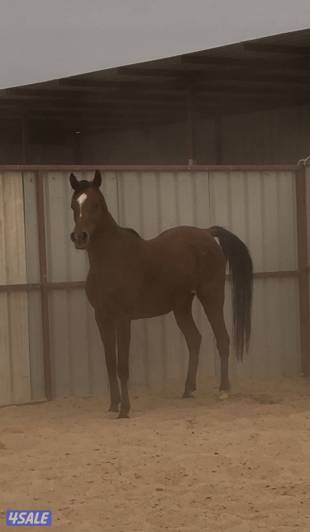 فرس صقلاويه تحتها مهره2