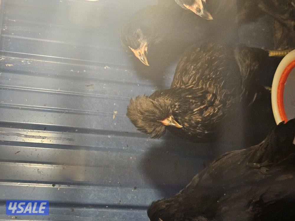 للبيع ايستر اقر احجام ومستوى طيب0