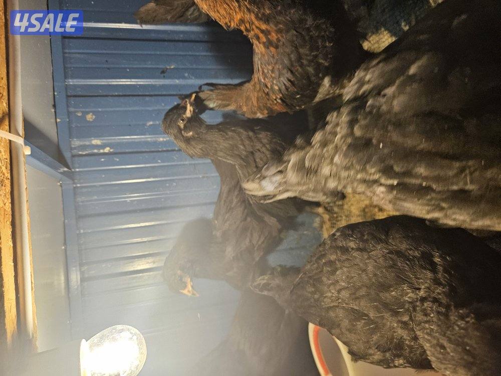 للبيع ايستر اقر احجام ومستوى طيب1