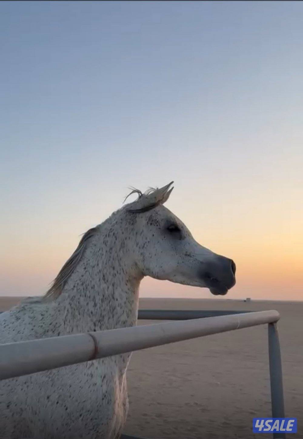 للبيع فرس لاقح0