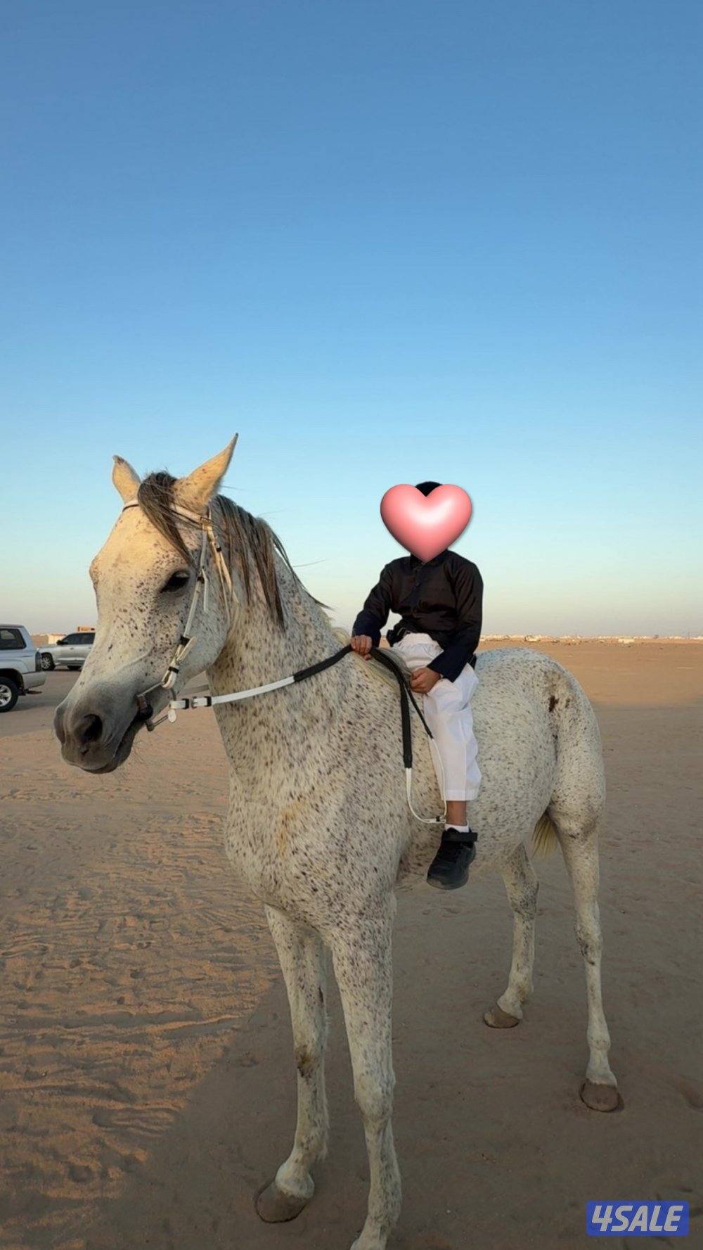 للبيع فرس لاقح1