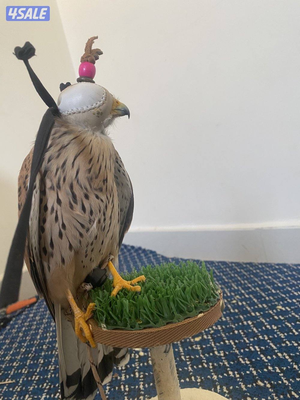 للبيع تر مه5