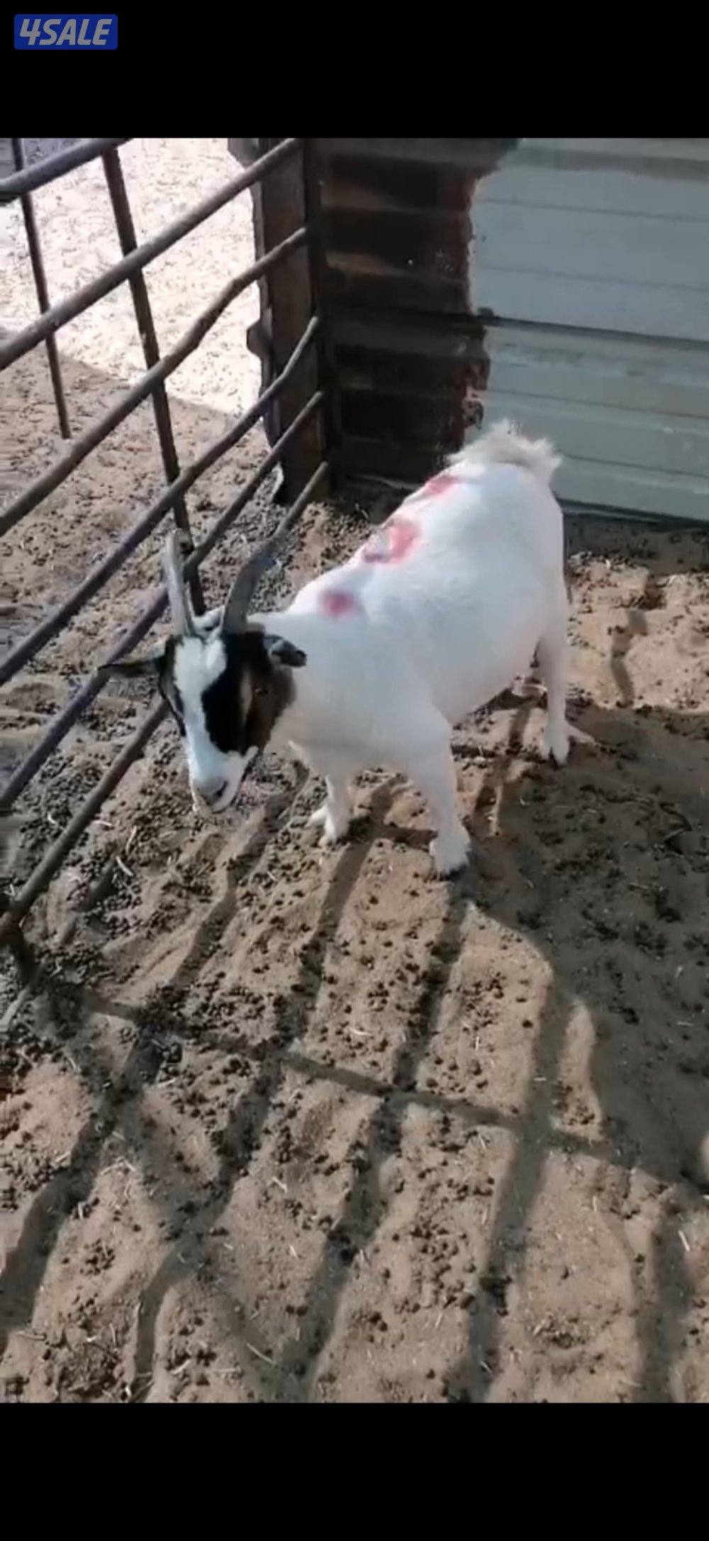 عنز مطفل توم وعنز سونار توم مكس الماني سن وديد1