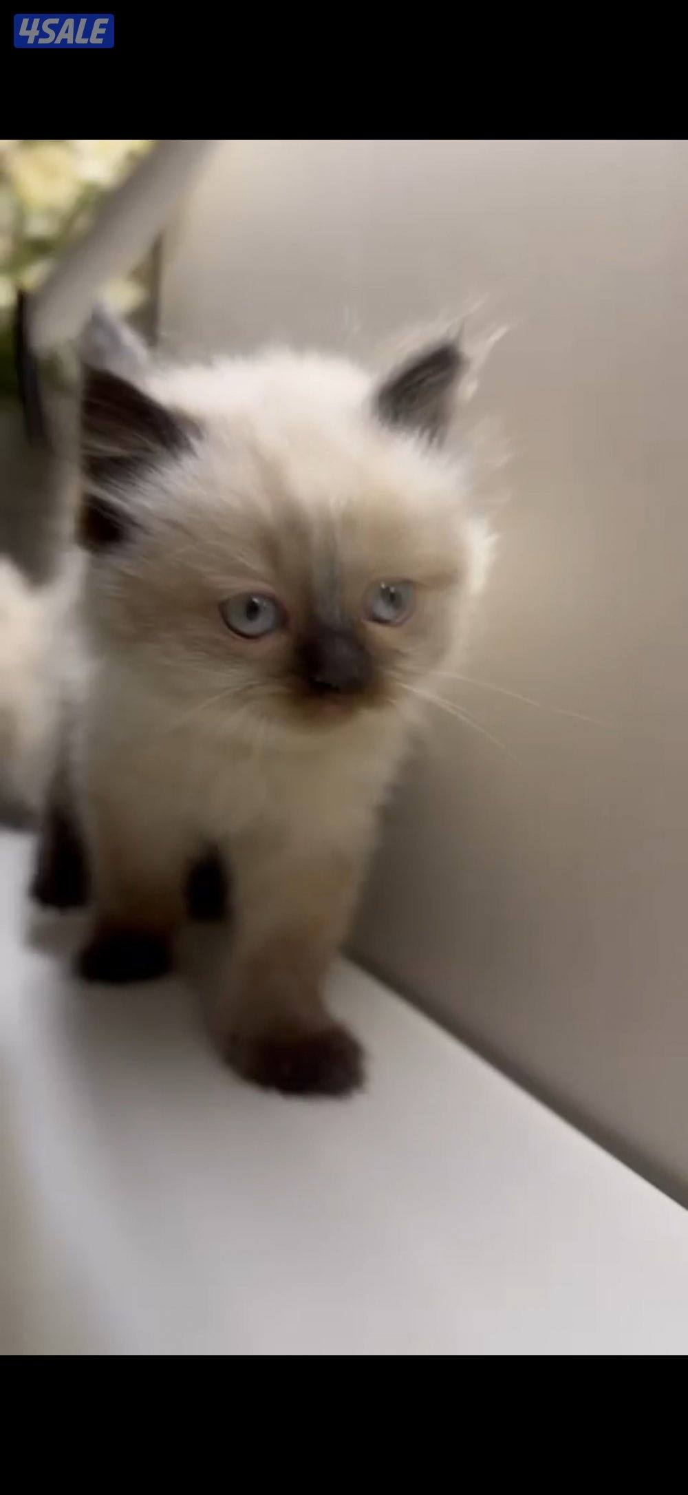 راغدول + سيامي1