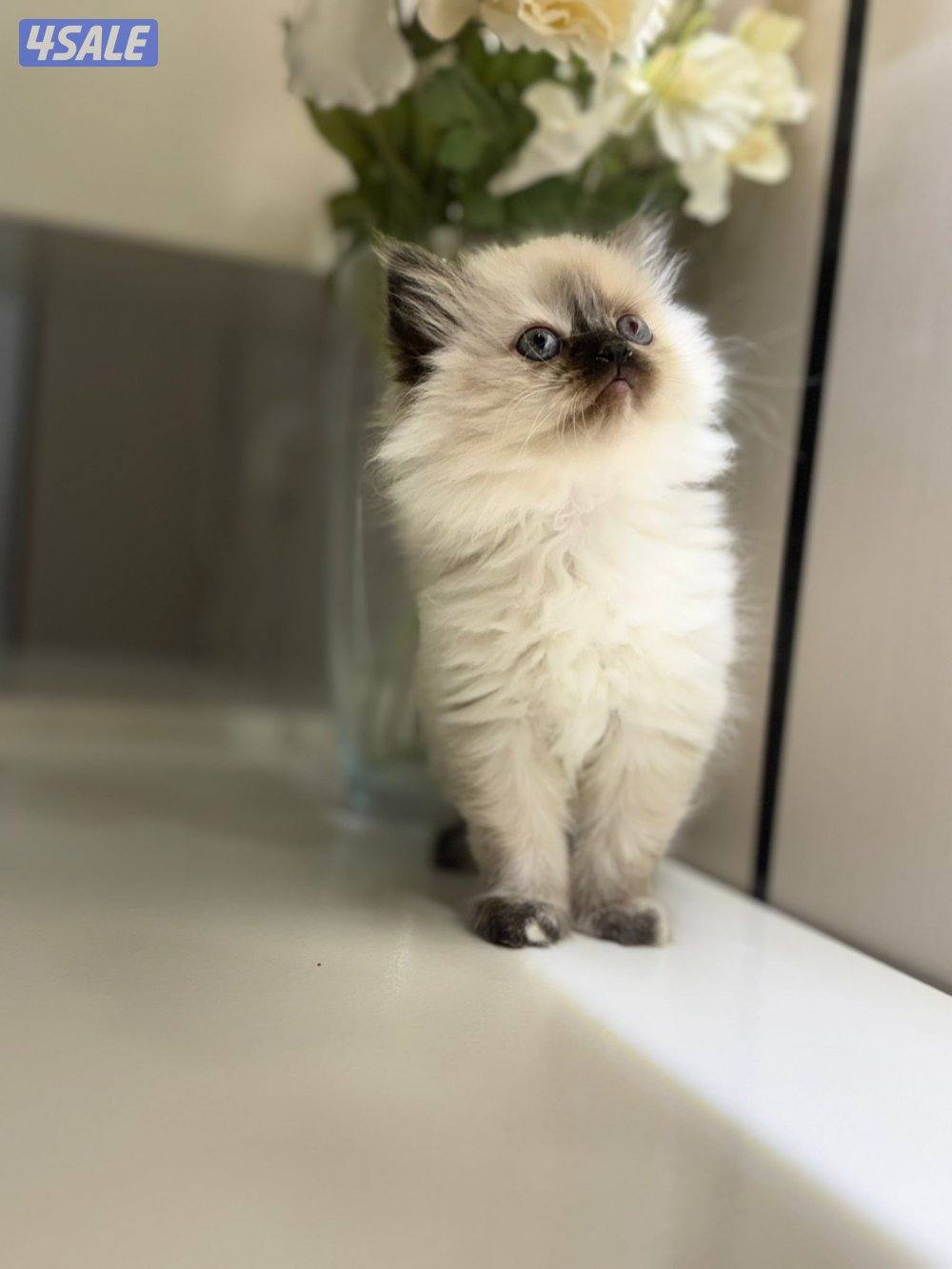 راغدول + سيامي0