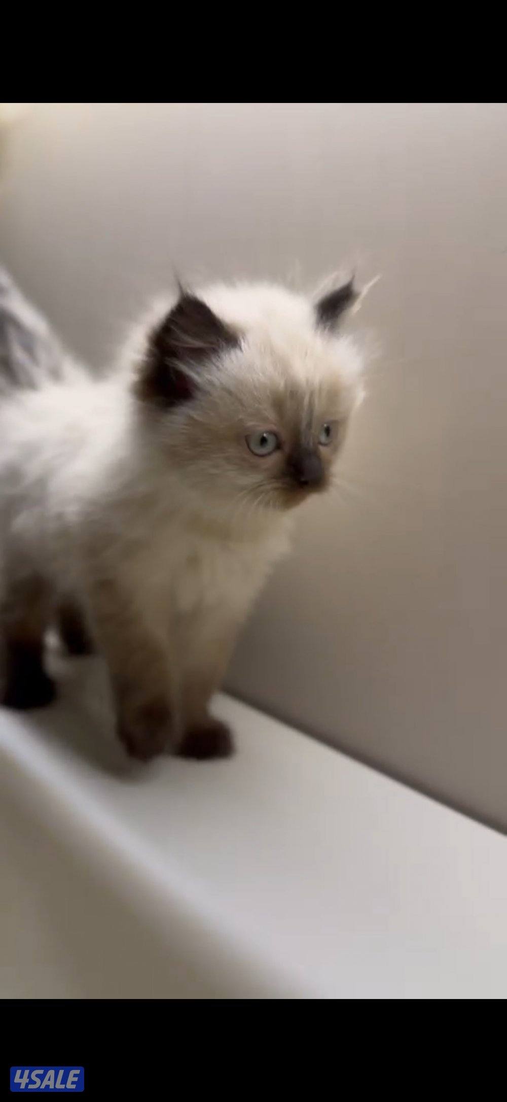 راغدول + سيامي3