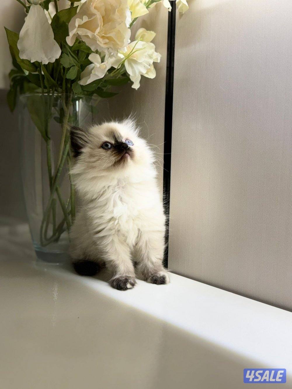 راغدول + سيامي2