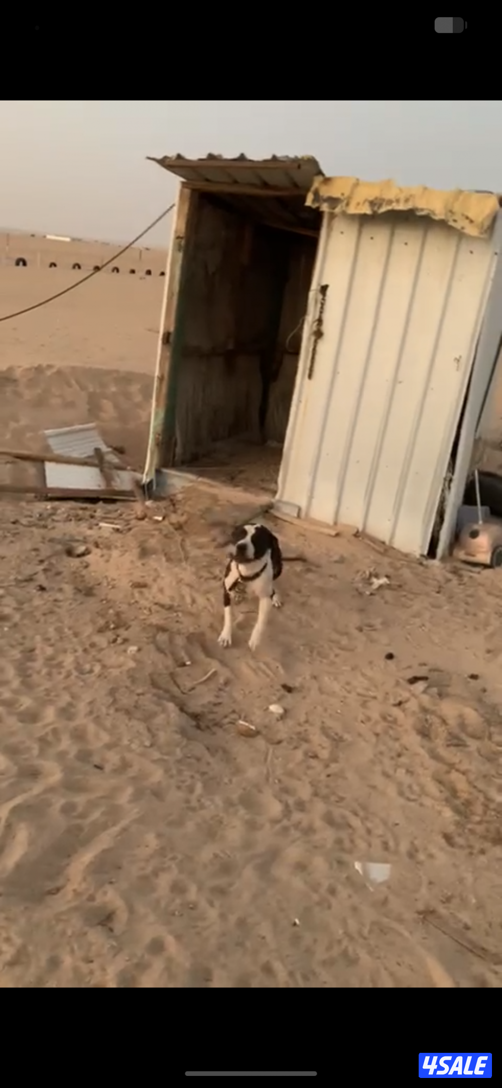 بيتبول نثية0