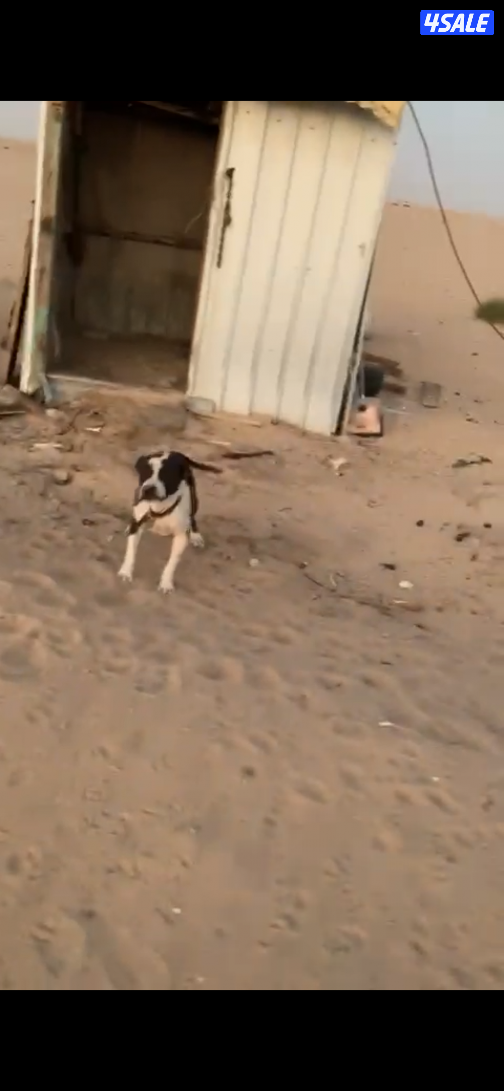 بيتبول نثية1