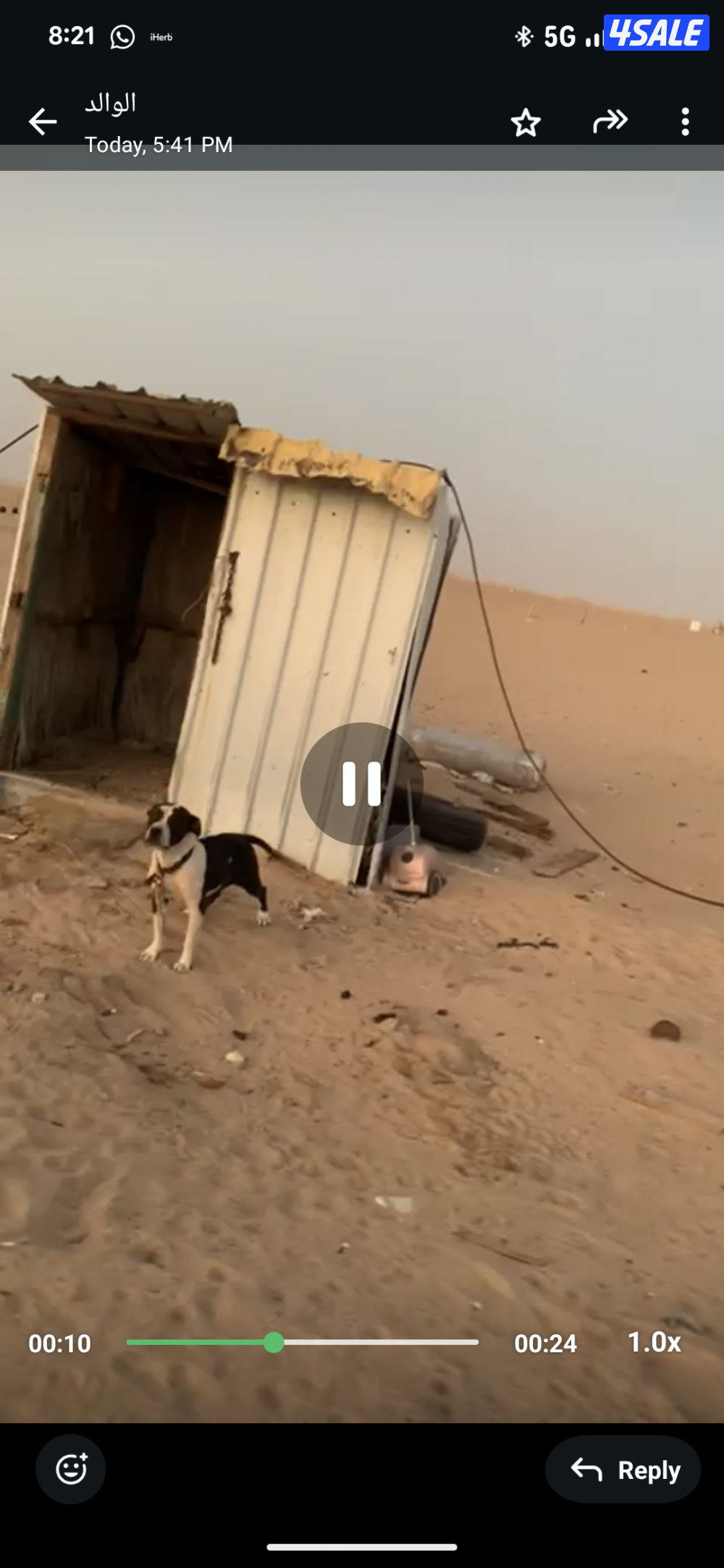 بيتبول نثية2