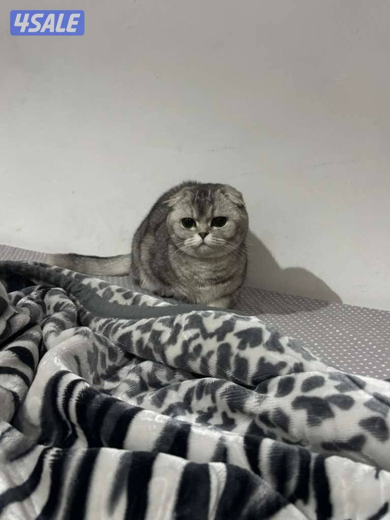 Scottish fold Ny silver shaded female1