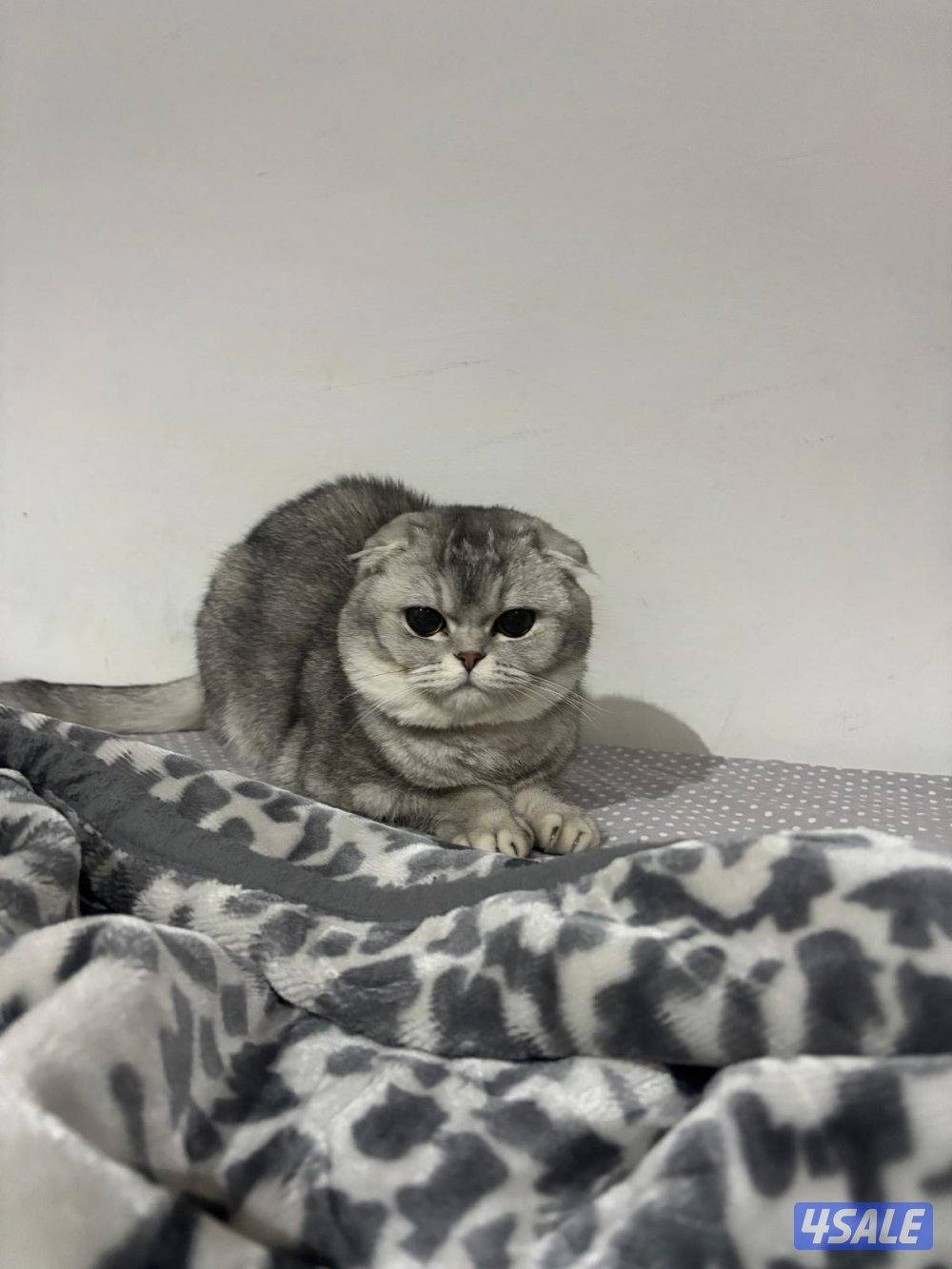 Scottish fold Ny silver shaded female2