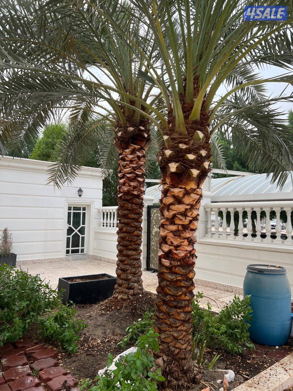 علي الاهوازي لصيانه النخيل.بيع و شراء النخيل .دوله الكويت0