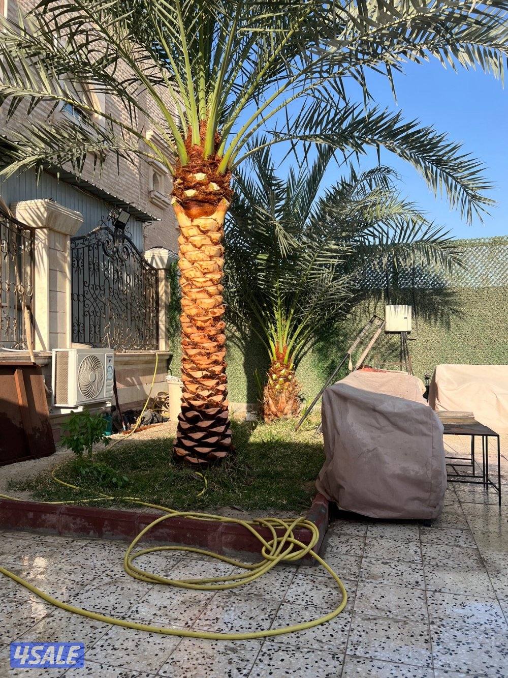 علي الاهوازي لصيانه النخيل.بيع و شراء النخيل .دوله الكويت1