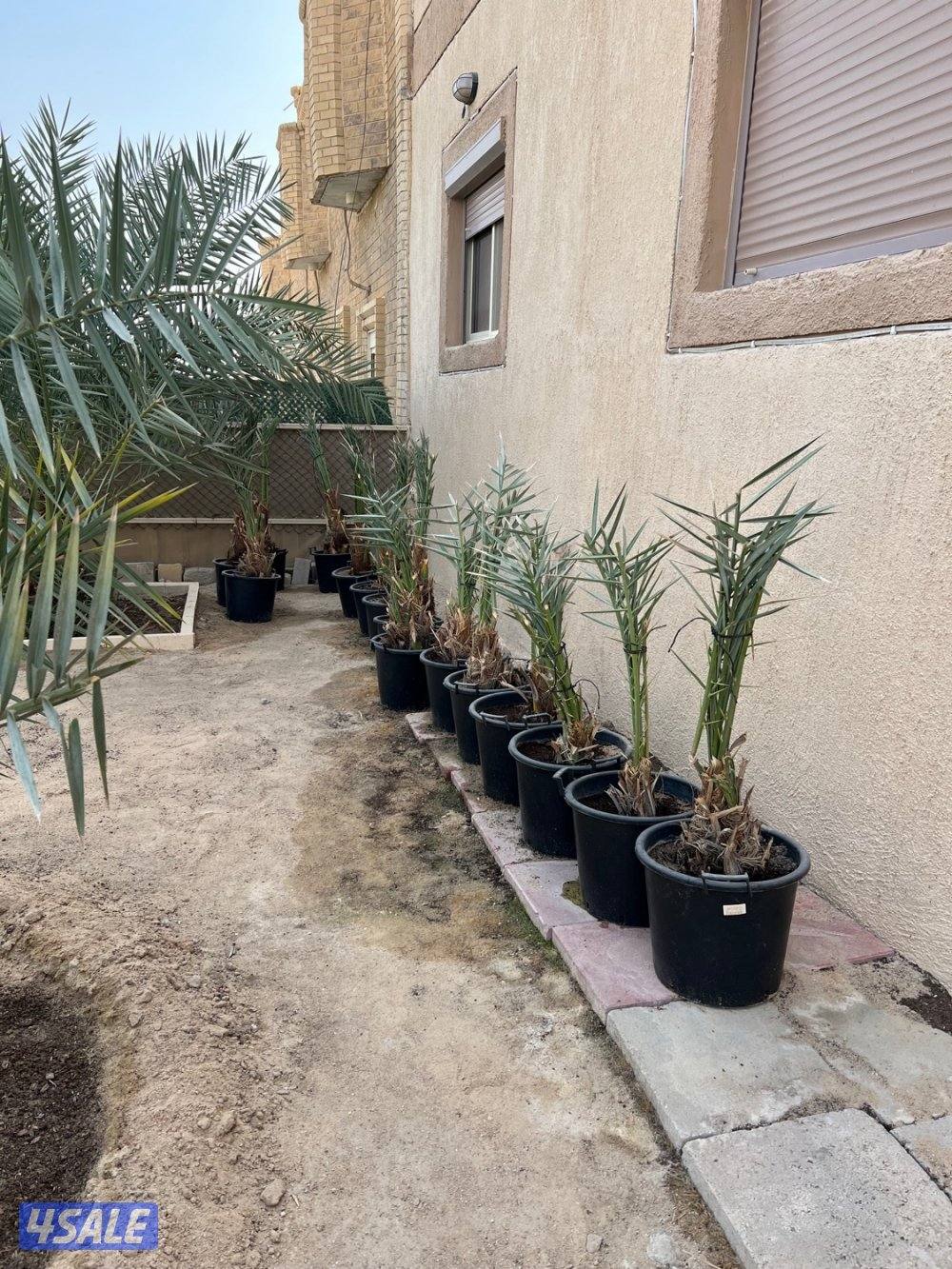 علي الاهوازي لصيانه النخيل.بيع و شراء النخيل .دوله الكويت2