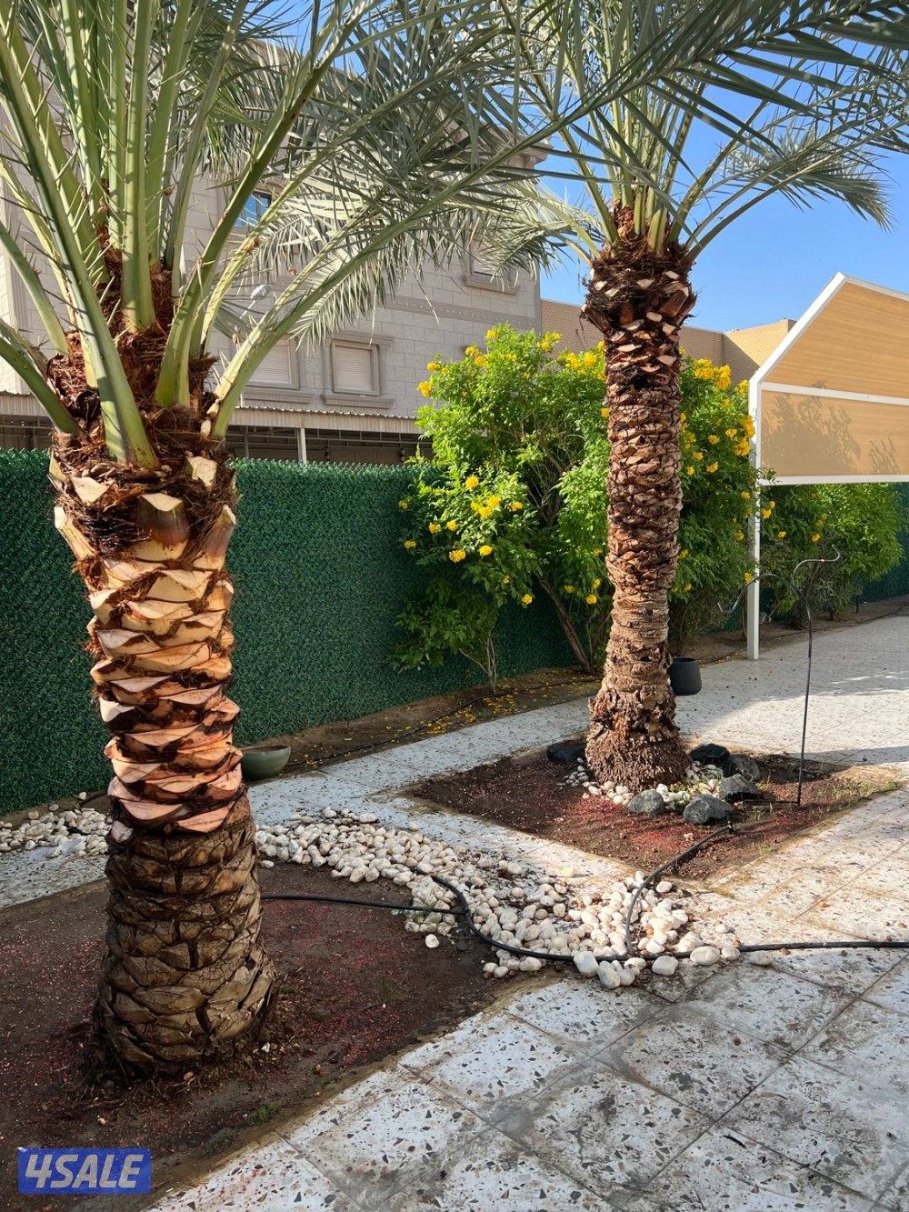 علي الاهوازي لصيانه النخيل.بيع و شراء النخيل .دوله الكويت3