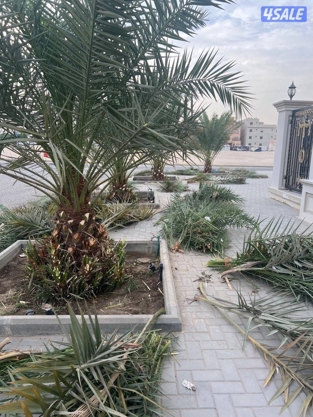 علي الاهوازي لصيانه النخيل.بيع و شراء النخيل .دوله الكويت4