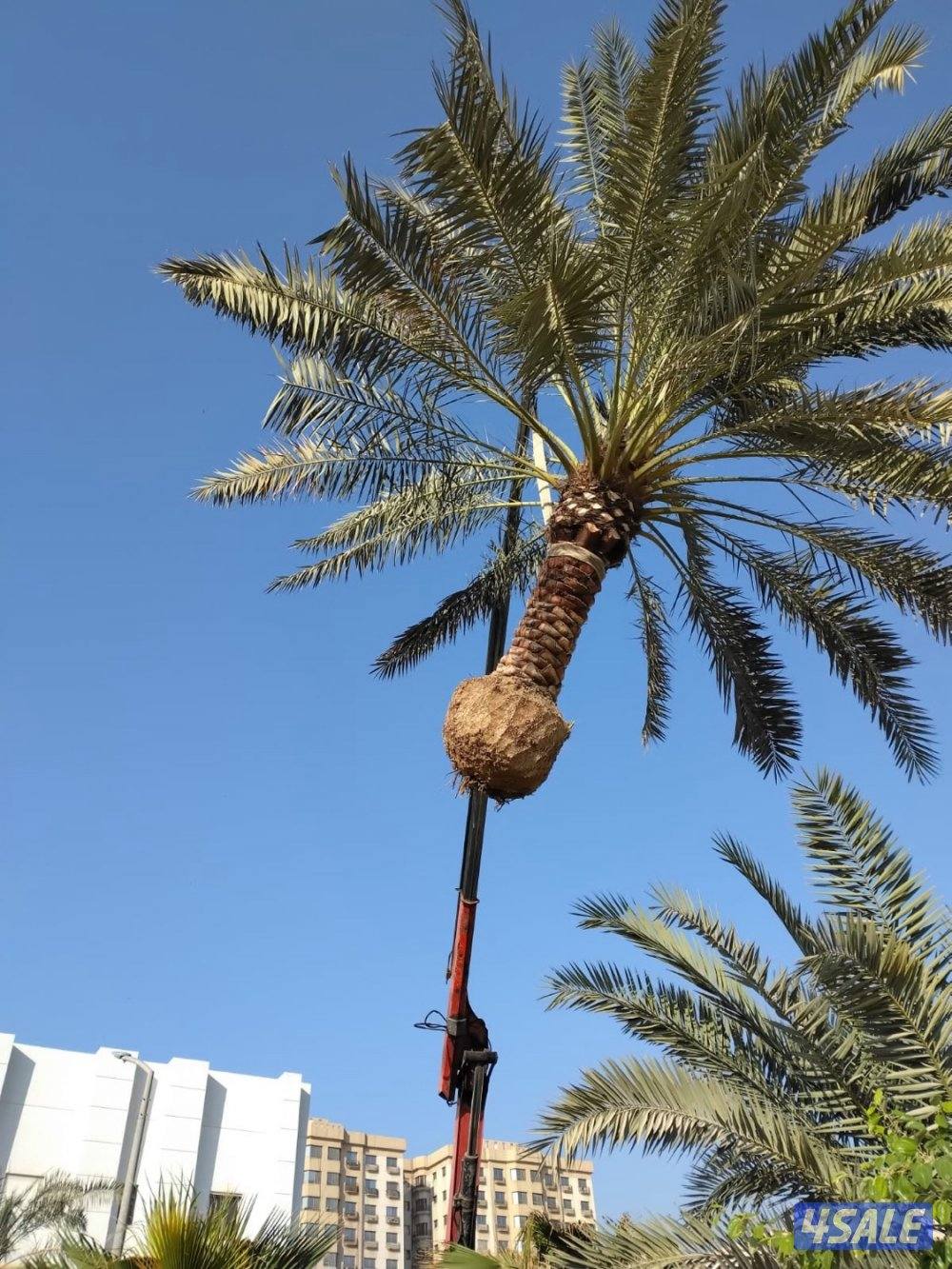 علي الاهوازي لصيانه النخيل.بيع و شراء النخيل .دوله الكويت5