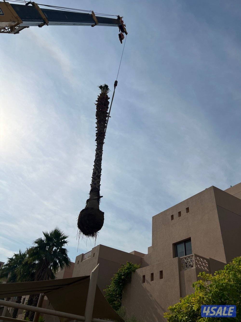 علي الاهوازي لصيانه النخيل.بيع و شراء النخيل .دوله الكويت7