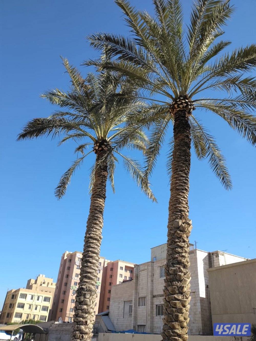 علي الاهوازي لصيانه النخيل.بيع و شراء النخيل .دوله الكويت6