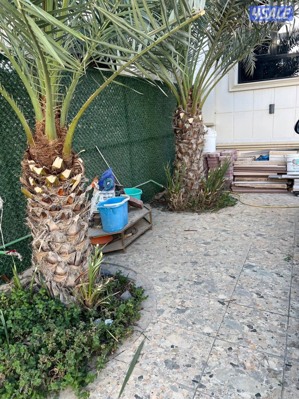 علي الاهوازي لصيانه النخيل.بيع و شراء النخيل .دوله الكويت8