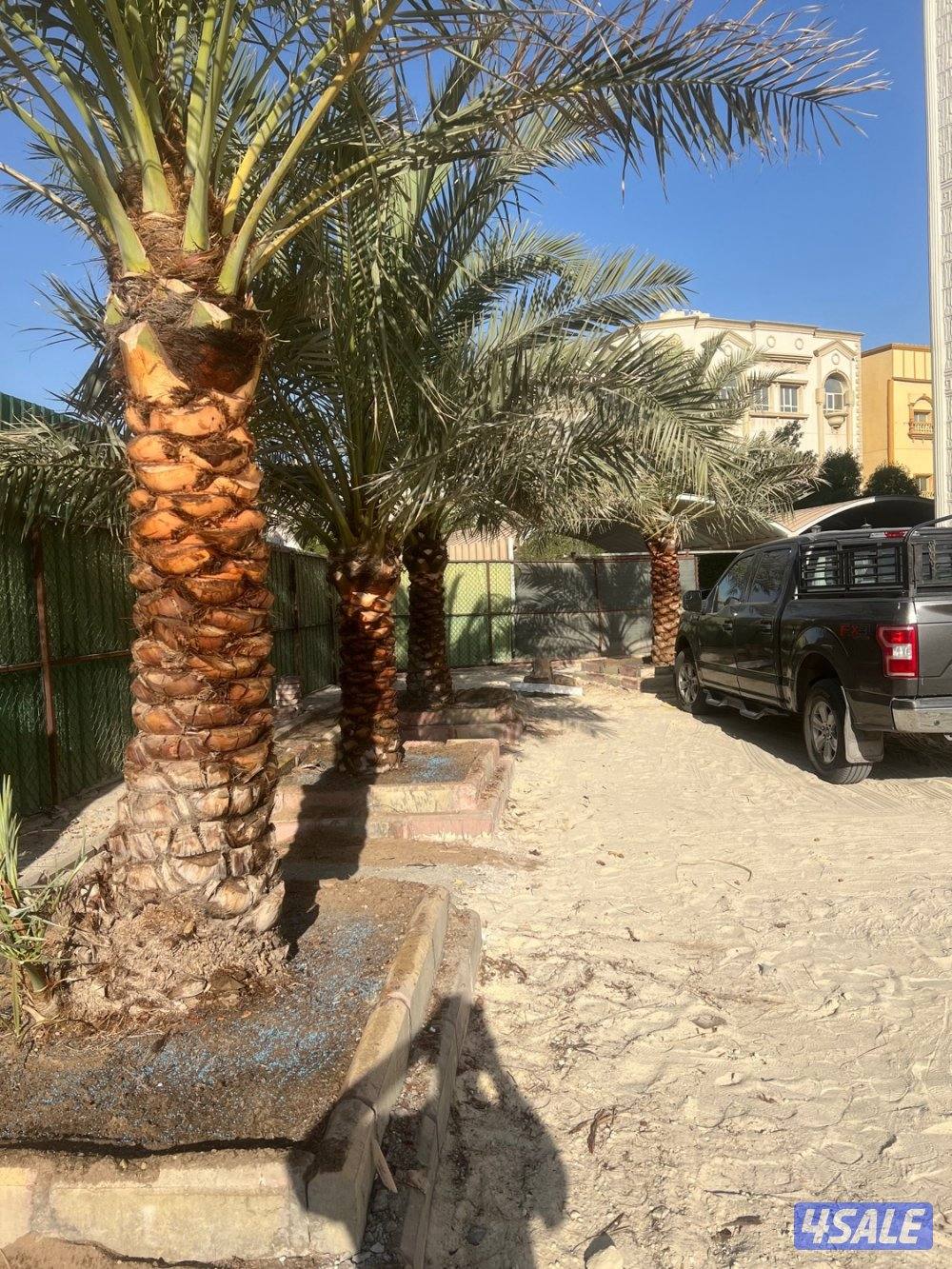 علي الاهوازي لصيانه النخيل.بيع و شراء النخيل .دوله الكويت9