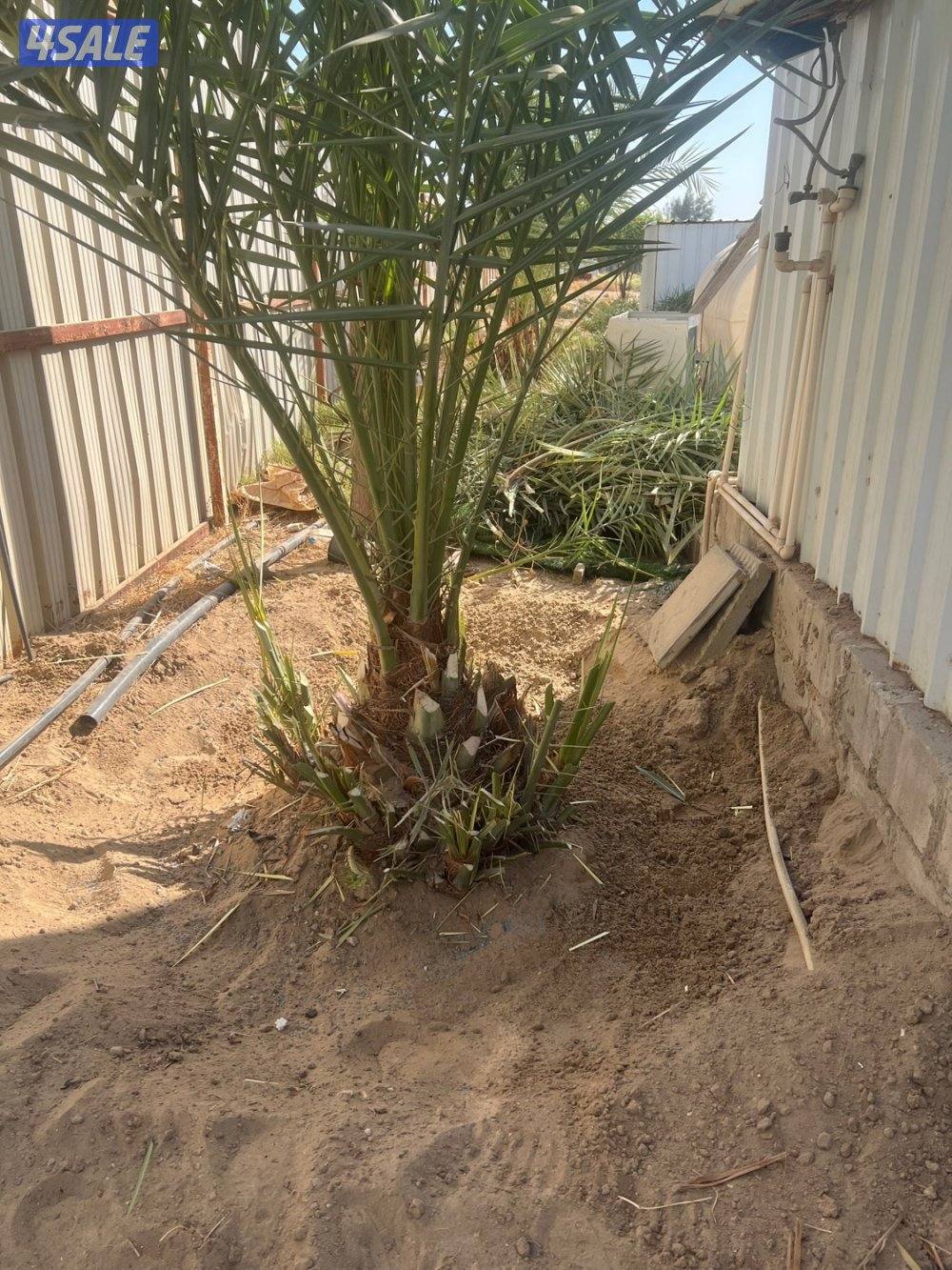 علي الاهوازي لصيانه النخيل.بيع و شراء النخيل .دوله الكويت10